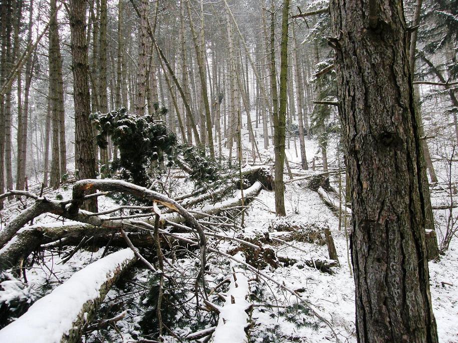 Nel bosco, una inutile strage.